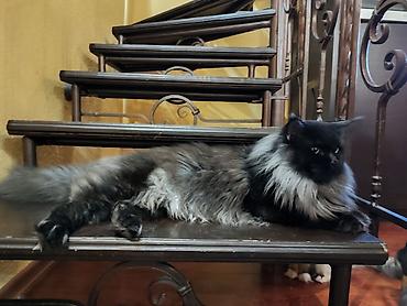 Продажа кошек: Мейн-кун, 2 месяца, Девочка, Черепаховый, Приучена к лотку, Проглистована, С документами at lalafo.kg — 8 Продажа кошек: Мейн-кун, 2 месяца, Девочка, Черепаховый, Приучена к лотку, Проглистована, С документами — 8