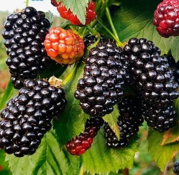 Ежевика: Ежевика Оптом, Бесплатная доставка, Самовывоз — 6