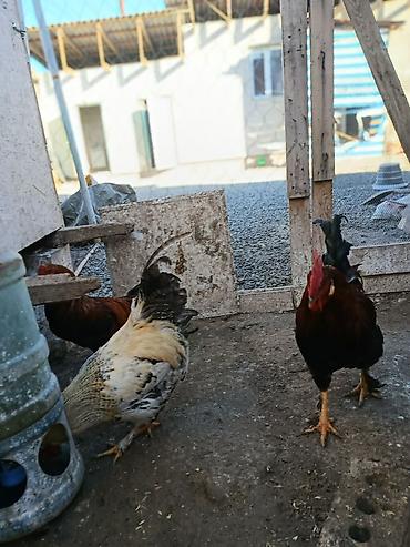 Куры, петухи: Продаю | Петух, Цыплята, Куры | Полубрама, Бройлерная, Суссекс | На забой, Для разведения, Несушки — 5