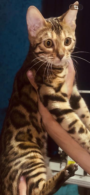 Продажа кошек: Бенгальская, 6 месяцев, Девочка — 4