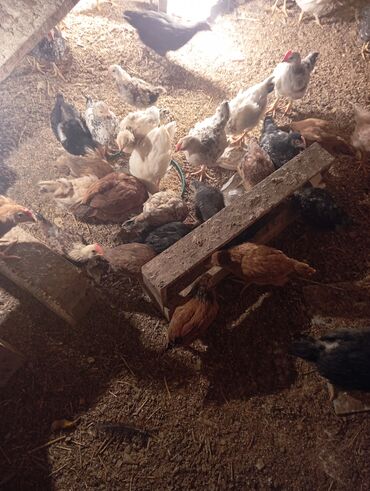 Cücələr: Toyuq cücələri, Ətlik — 3