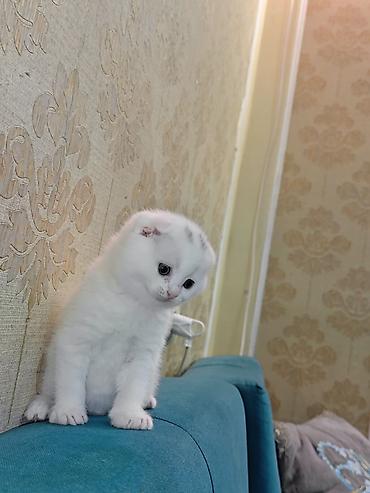 Pişiklər: Erkək, Dişi — 12