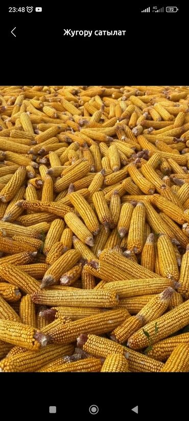 Продаю кукуруза в початках на днях собираем урожай город Кара Балта