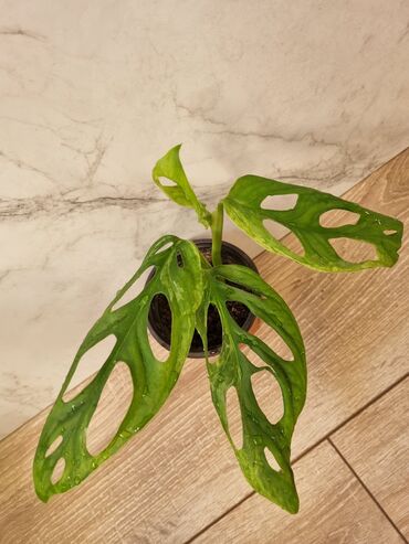 Филодендроны: Сциндапсусы,сансевиерии ва,алоказия,бегония макулата монстера — 13