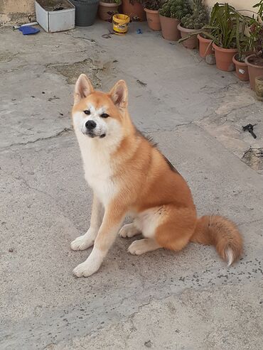 it adlari: Akita-inu, 5 ay, Erkek, Peyvəndli