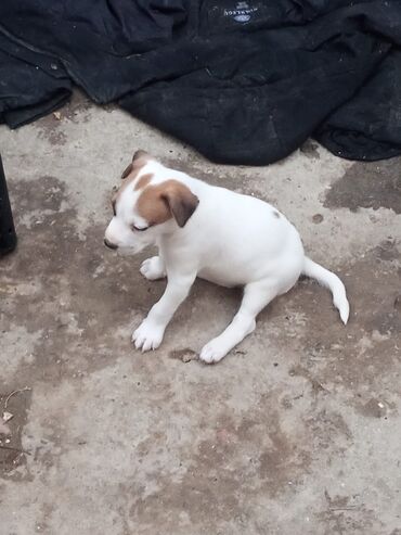 Gəmiricilər: Pitbul, 2 ay, Dişi
