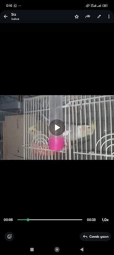 bildircin qusu: Məhsul: Nimfa (Cockatiel) cütü və qəfəssiz razılaşma olacaq Təsvir — 2