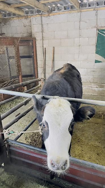 Коровы, быки: Продаю | Тёлка | На откорм | Привязанные — 7