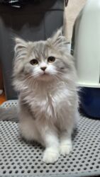 корейские велосипеды: Скотиш Страйт (Шотландская прямоухая), 3 месяца, девочка, Приучена в