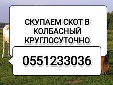 каракол бука: Сатып алам | Уйлар, букалар, Жылкылар, аттар | Күнү-түнү, Борго байлап семиртилген, Өзү алып кетүү