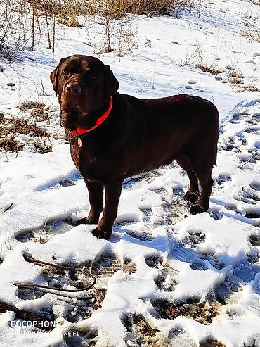 Вязка собак: Вязка: Лабрадор-ретривер, Самец, 5 лет, С родословной — 4