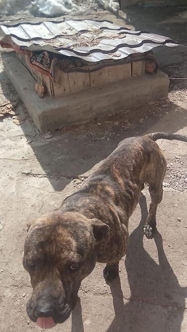 Продажа собак: Собака среднего роста, крепкого телосложения. Окрас тигровый — 8