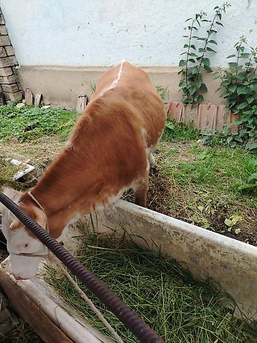 Dana, buzov: Disi dana Rəng: Açıq qəhvəyi–ağ (baş tam ağ), bədəndə ağ ləkələr — 4