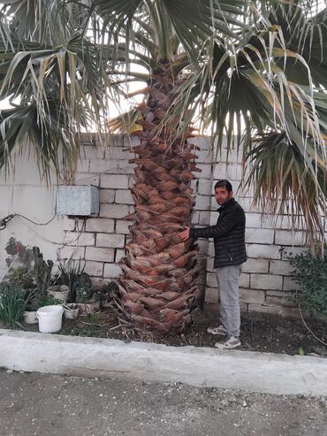 puste agaci: Palma Vaşinqton . 3 metreden 8 9 metreye kimi 1 ədədi 400manatdan