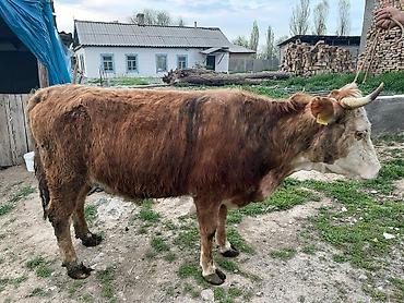 Коровы, быки: Продаю | Корова (самка) | Для молока | Привязанные — 1