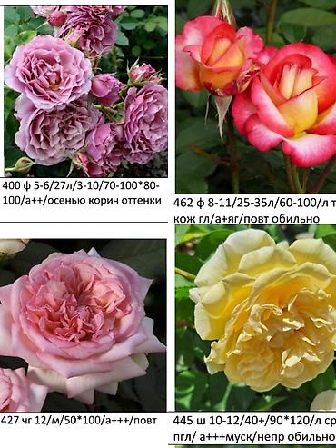 Роза: Саженцы — 13