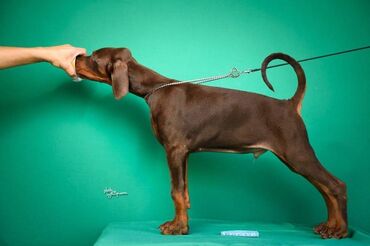 Psi: Registrovana odgajivačnica SCHWARZE MACHT nudi prelepu štenad na lalafo.rs — 11 Psi: Registrovana odgajivačnica SCHWARZE MACHT nudi prelepu štenad — 11