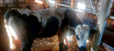 Dana, buzov: Salam.5 bas conge 1bas duye satılır.heyanlar tam sağlam esil kokeltme — 2