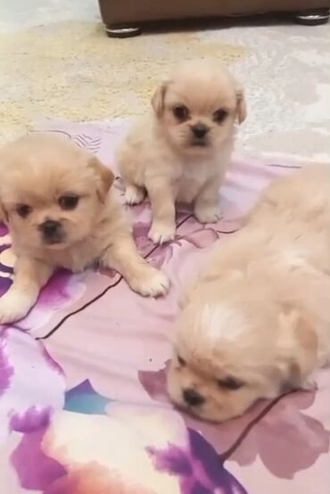 i̇t satisi: Pekines, 1 ay, Erkek, Ünvandan götürmə