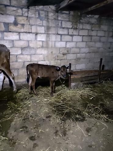 mal bazarı: Satılır: inək və buzov bir yerdə - Cins: yerli qarışıqlıq (qəhvəyi-ağ — 4