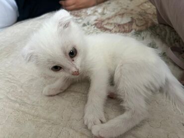 Отдам даром кошку: Кошка даром: Беспородная, 2 месяца, Мальчик, Приучена к лотку, Проглистована, С прививками