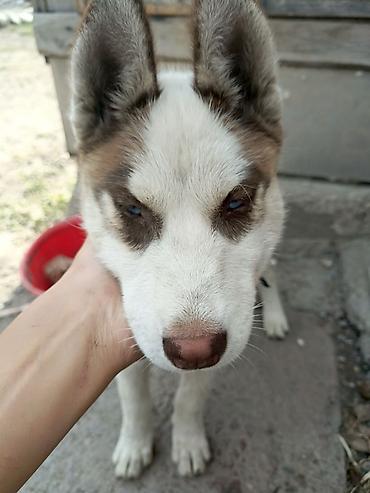 волчьи зубы: Хаски, 2 месяца, Самка, С прививкой — 4