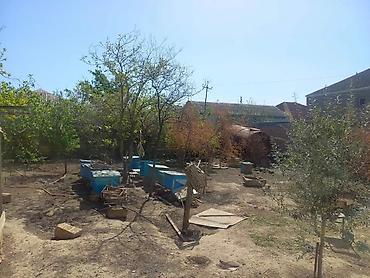 arı yuvası: Binəqədi qəsəbəsində, infrastruktur baxımından çox əlverişli və hündür — 1