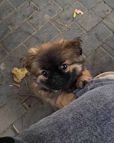 İtlər: Pekines, 2 ay, Dişi, Ünvandan götürmə