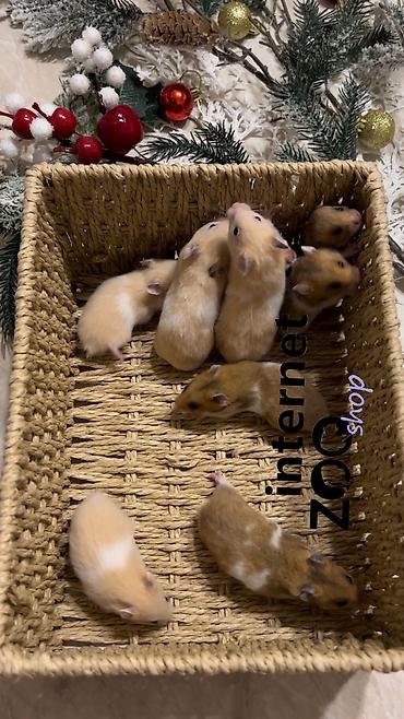 Хомяки: Продаются хомячки джунгарские, сирийские, ангорские пушистые хомячки — 11