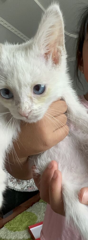 отдам в добрые руки котенка: Котёнок с белой шерстью и голубыми глазами ищет своего человека
