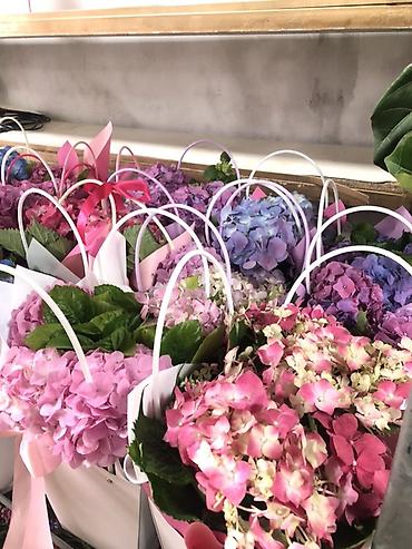 Букеты из живых цветов: Гортензии в декоративных пакетах-кофрах - Композиции из цветущих — 2