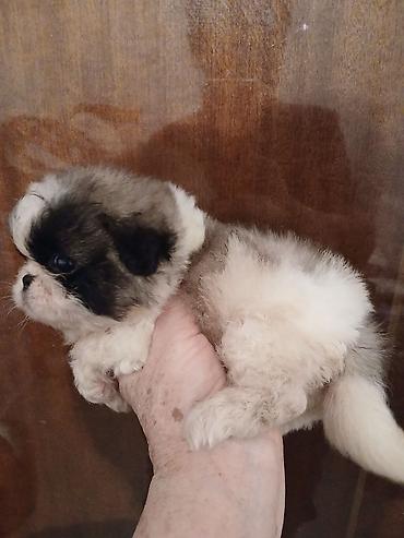Продажа собак: Пекинес, 1 месяц, Самка — 10