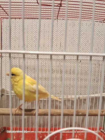 Bülbüllər: Erkək və mayalar satılır hazır quşlar hər qiymətə var — 8