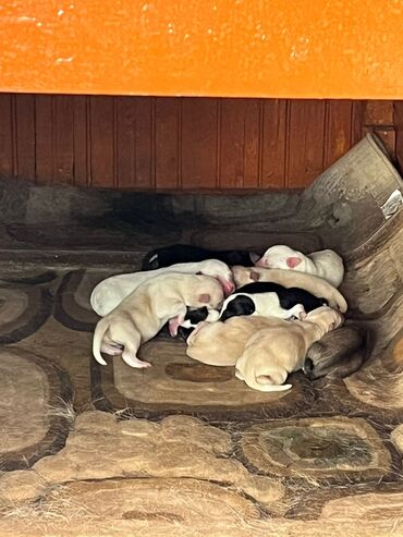 çoban itləri: Alman çoban iti, 1 ay, Erkek, Ünvandan götürmə