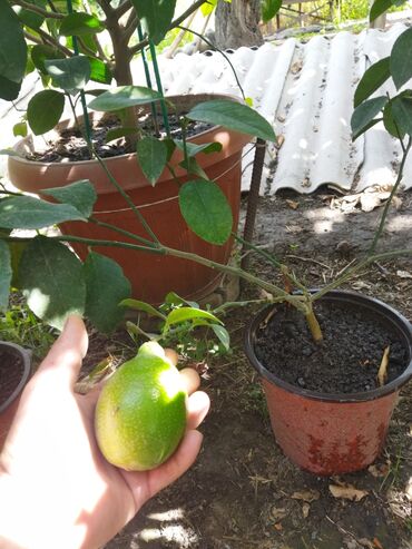 растения лимон: Продаются саженцы карликового лимона