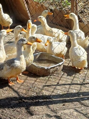 живая курица: Утки башкирские 2.5 месяца (уже можно на убой) 20 шт. цена договорная