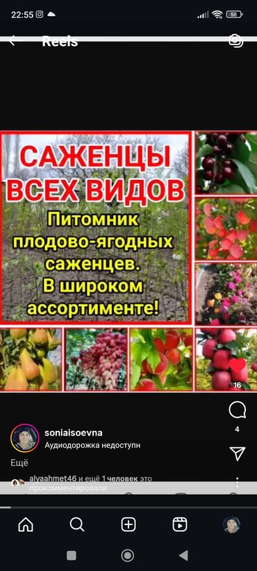 купить семена фацелии: Саженцы всех видов — питомник плодово-ягодных культур. Большой