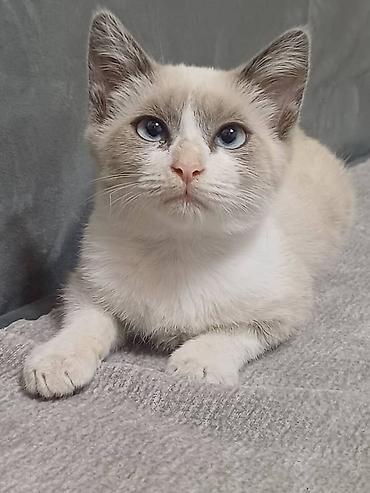 нужна кошка: Отдадим в хорошие руки 🤝 Котёнок активный и любопытный малыш. есть — 1