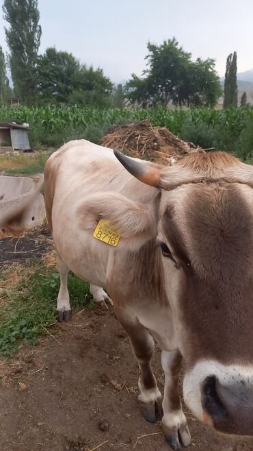 корова дойный: Продаю | Корова (самка) | Алатауская | Для разведения, Для молока | Стельные