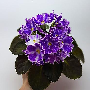 Фиалки и глоксинии: 🌱🌺🌱 Продаю сортовые ДЕТКИ стандартных, трейлерныхмини и полумини — 5