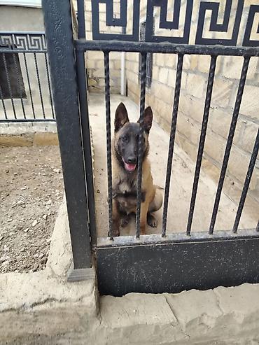Belçika Malinua (Belgian Malinois) – gözətçi/iş iti - Cins: Belçika