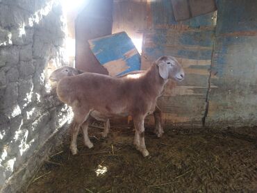 Баран, овца: Продаю | Баран (самец) | Для разведения | Осеменитель — 9