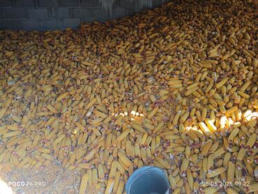 продаю жугору: Уруктар: Жүгөрү, Өзү алып кетүү