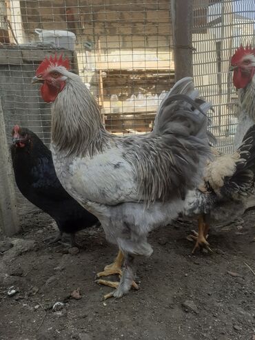 Xoruzlar: Ordekler 42 azn diri ceki 4kg 300gr. xoruz cekisi 2kg.600gr. - Cins — 2