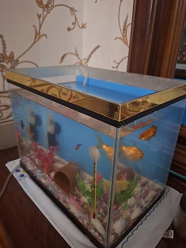 akvarium dekor: Akvaryum komplekti 24 l tutur baliqlarla birlikdə - Şüşə akvaryum, üst — 2