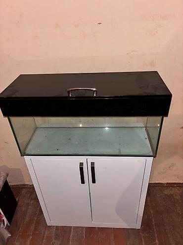 akvarium baliqlari: Dördbucaq akvarium, Boş, 80 l — 3