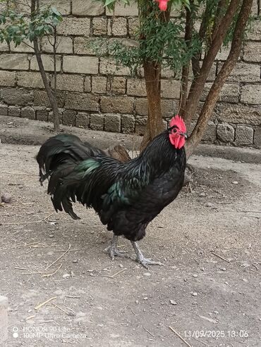 Boşqablar: Toyuq, Australorp, Damazlıq, Ödənişli çatdırılma