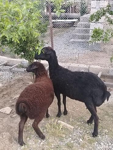balın kilosu: Dişi, il: 1, Damazlıq, Ünvandan götürmə — 4