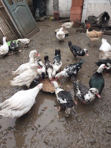 Ördəklər: Erkək, | Lal ördək, Ətlik — 8