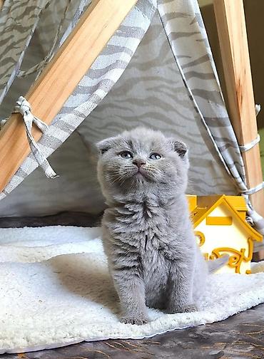 ev sicanı: Şotland qıvrımqulaq bala pişiklər - Cins: Scottish Fold (qıvrım — 7